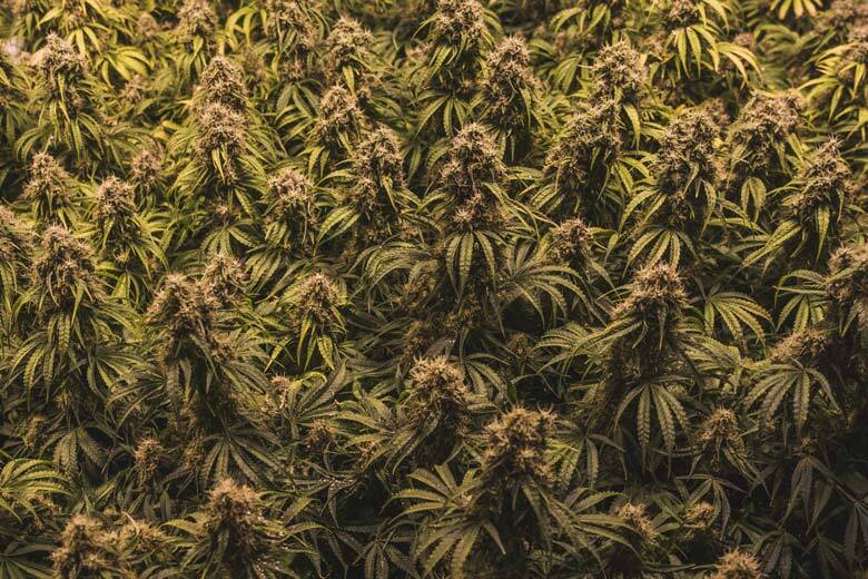 sea of green - SOG cannabis
