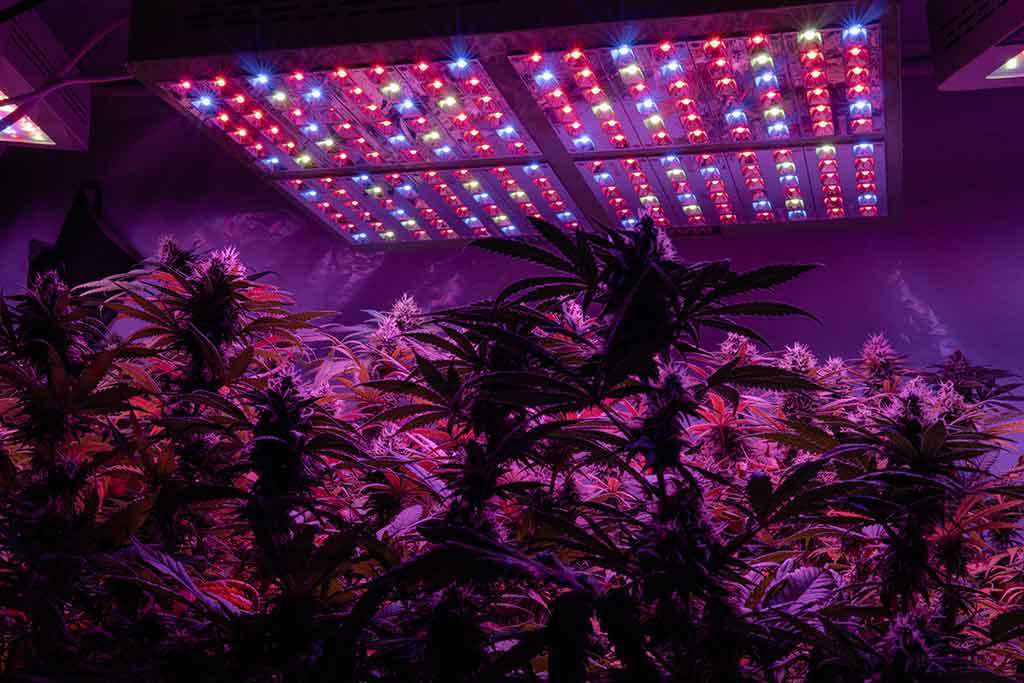 Professional light for growing. Best LED Grow Lights for Cannabis