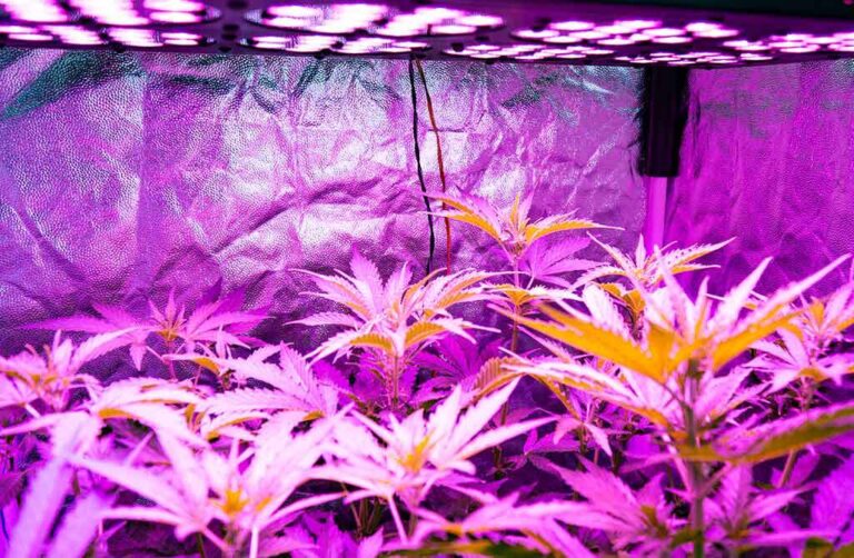 Why your autoflower plants stay small