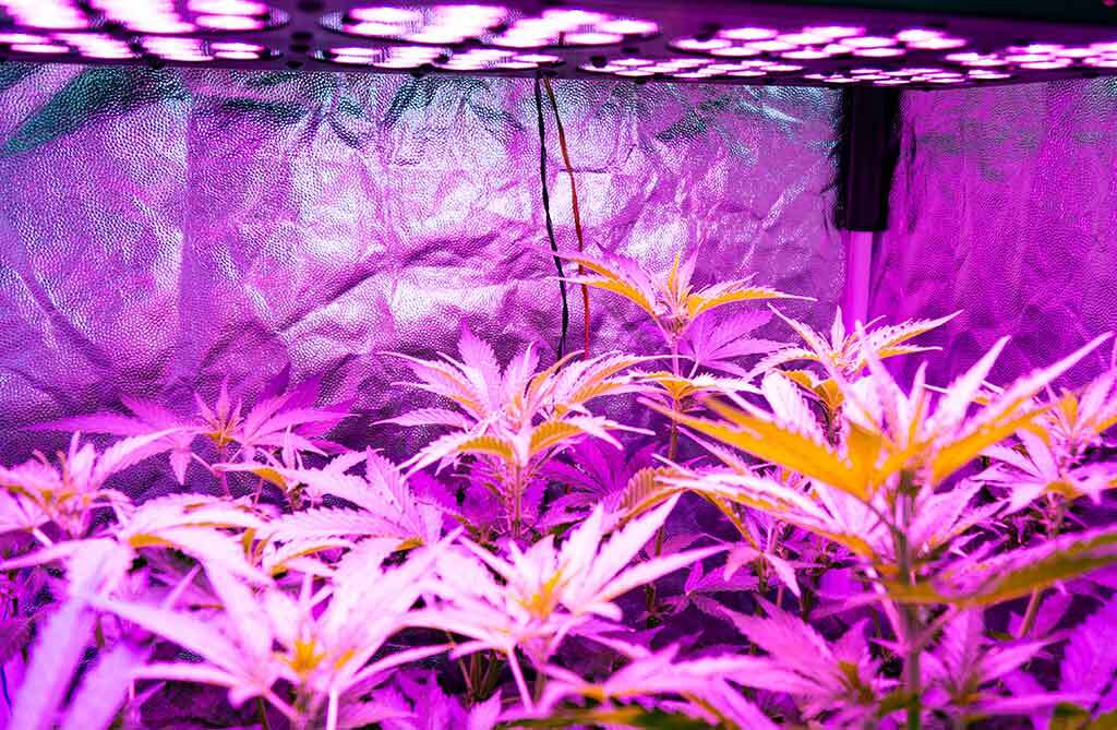 LED light growing cannabis