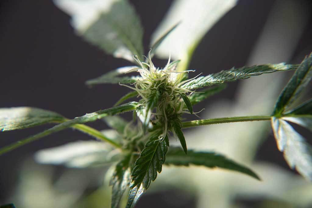 Autofolower lift cycle Pre-Flowering Marijuana bud close up