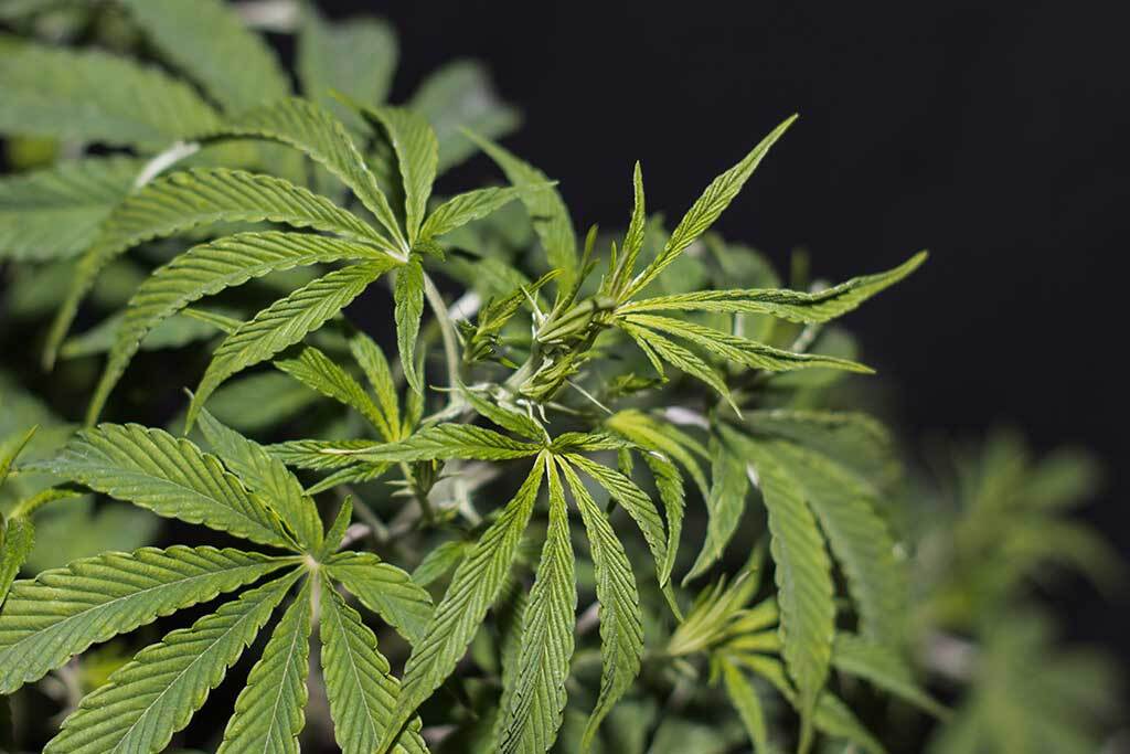 Autoflower life cycle A healthy cannabis plant in late vegetative stage of life