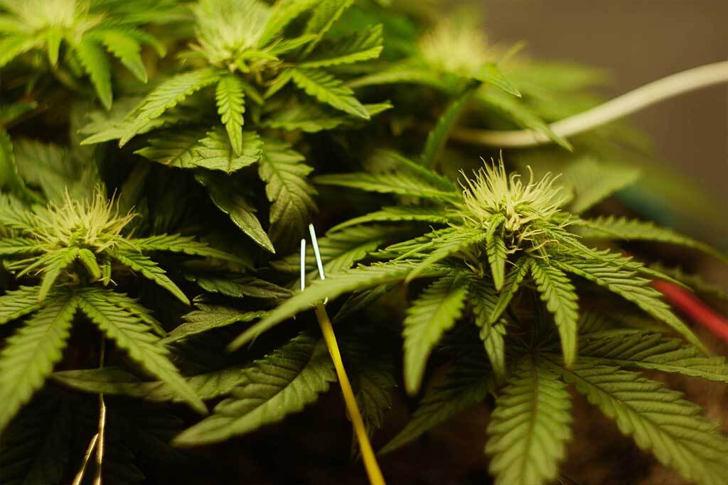 Cannabis Plant Buds Low Stress Training 