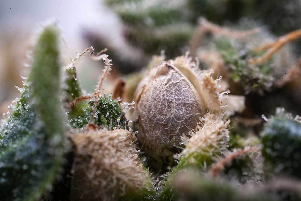 Cannabis Seed Forming Bud 