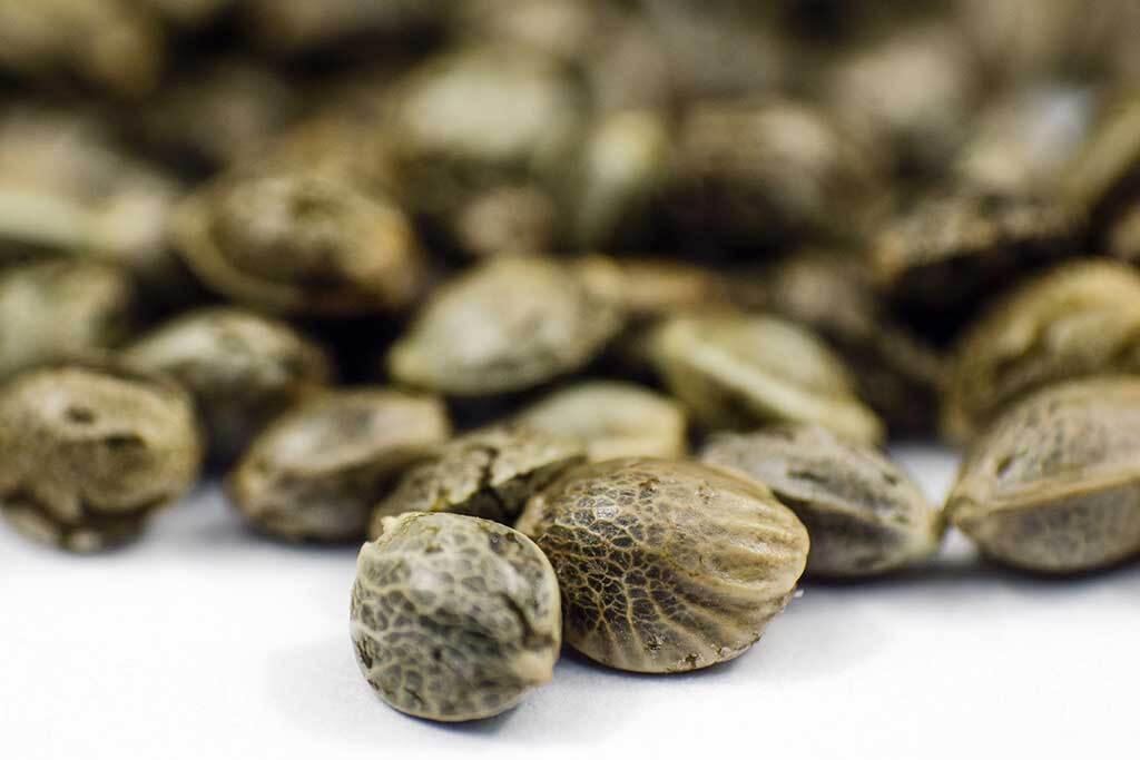 Detail Closeup cannabis seeds for autoflower breeding 