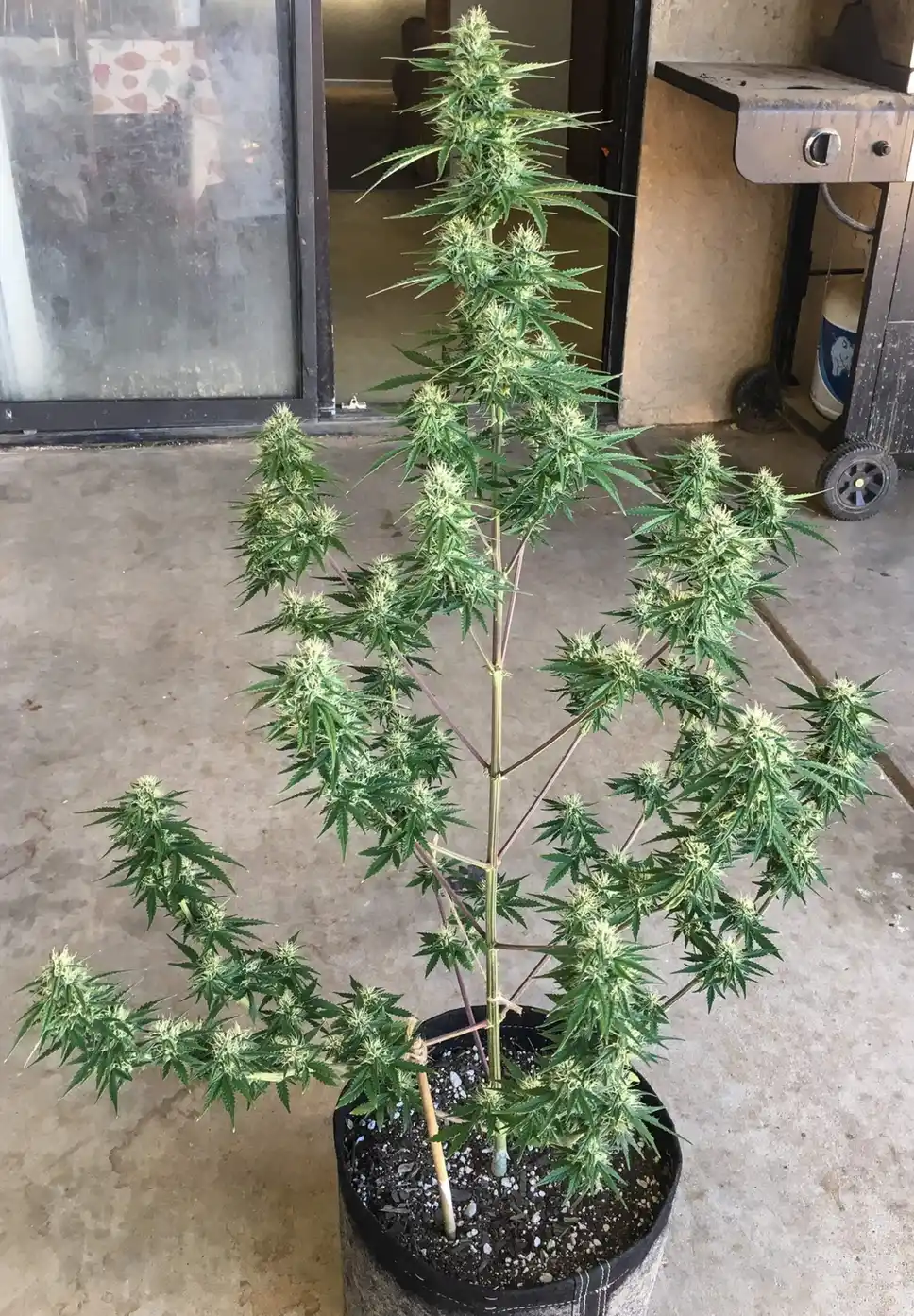 Girl Scout Cookies Autoflower cannabis plant flowering