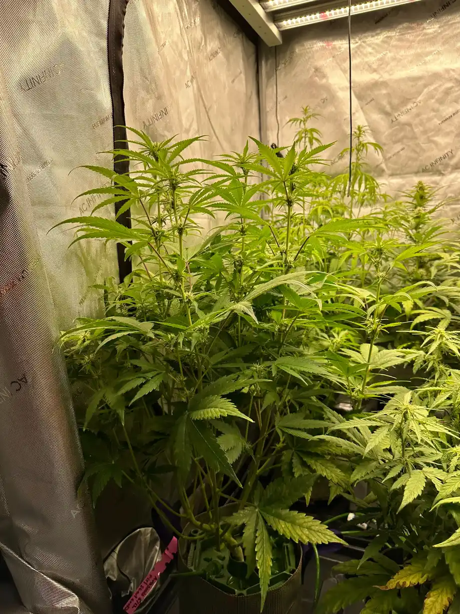 Girl Scout Cookies Autoflower cannabis plant vegging