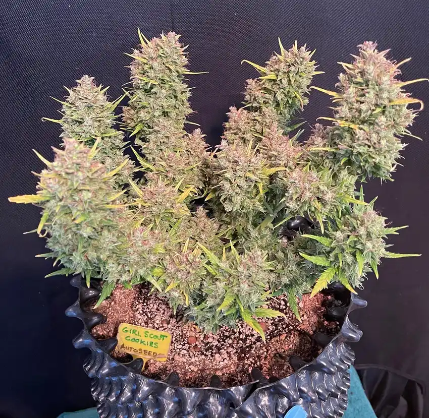 Girl Scout Cookies Autoflower cannabis plant