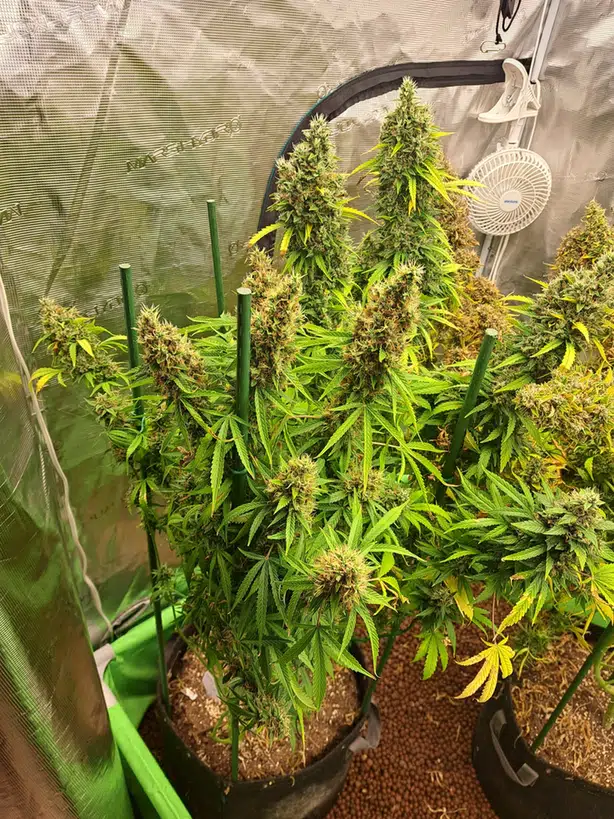 Rainbow Glue Autoflower cannabis plant flowering