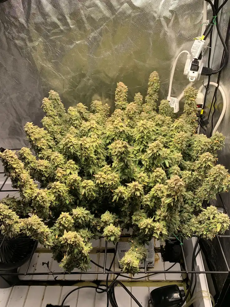 Rainbow Glue Autoflower cannabis plant