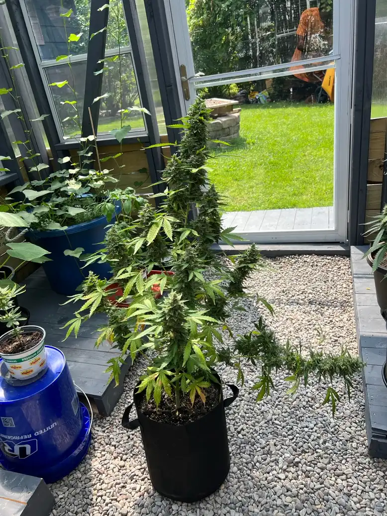 Rainbow Glue Autoflower cannabis plant