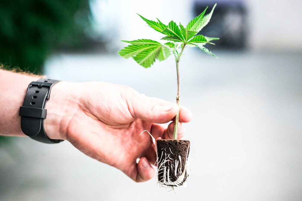 person holding a cannabis clone