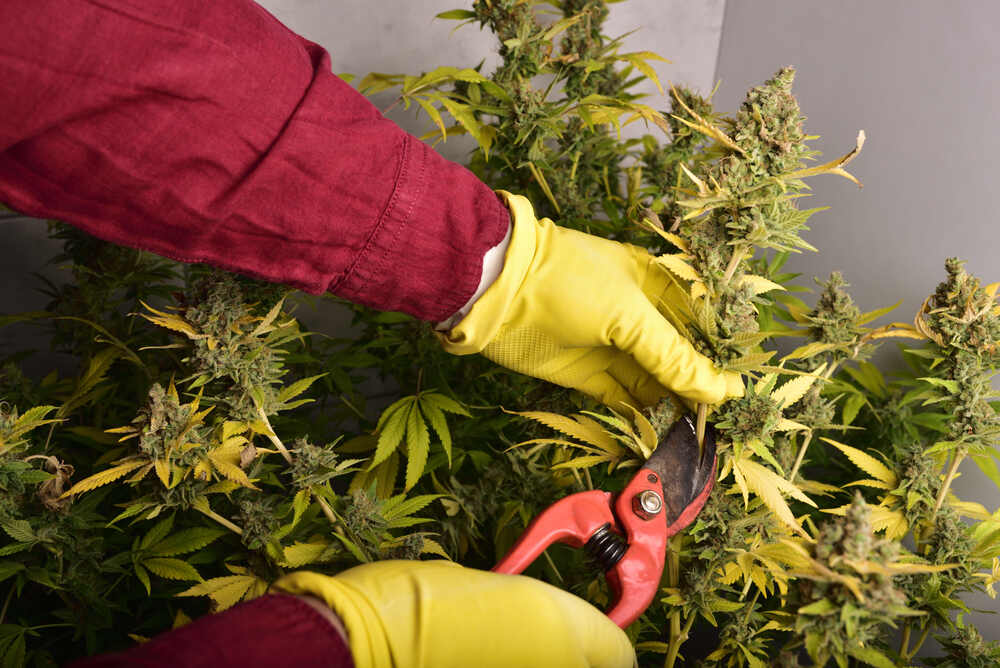man harvesting autoflower cannabis plants