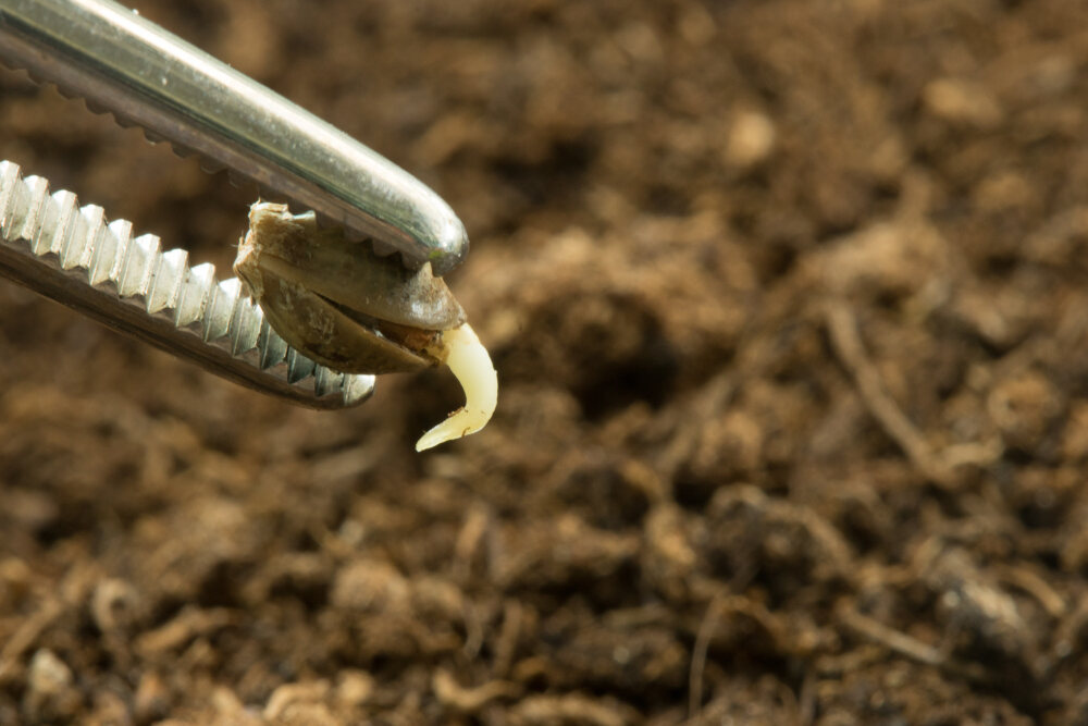 planting a germinated autoflower seed