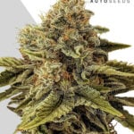 Godfather OG: bank product photo, credit autoseeds.com, copyright status shown with credit copyright unverified