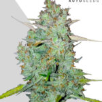 Northern Lights: bank product photo, credit autoseeds.com, copyright status shown with credit copyright unverified