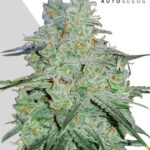 Amnesia Haze: bank product photo, credit autoseeds.com, copyright status shown with credit copyright unverified