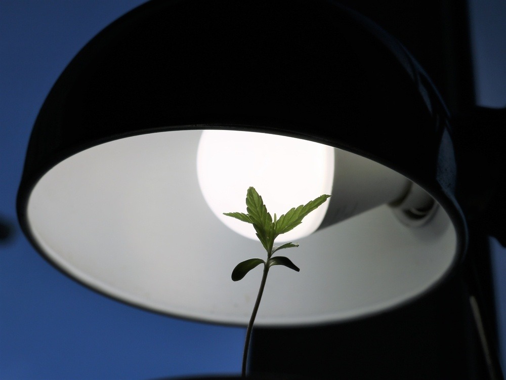autoflower cannabis growing under an ordinary light bulb