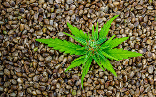 cannabis seeds with autoflower plant growing among them