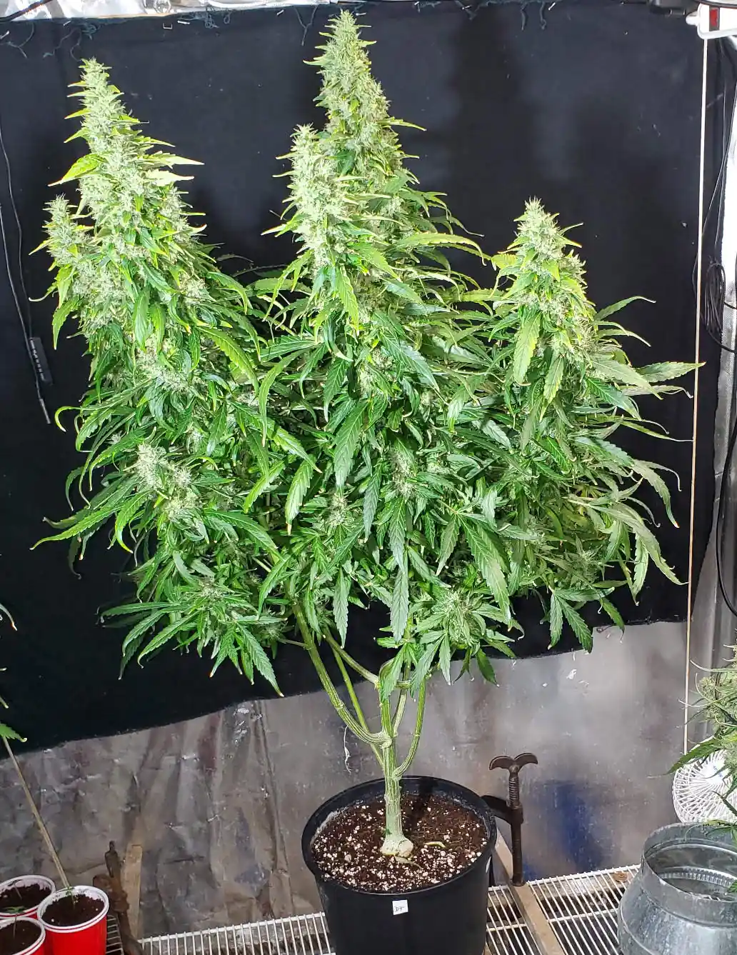 Durban Poison Autoflower cannabis plant flowering