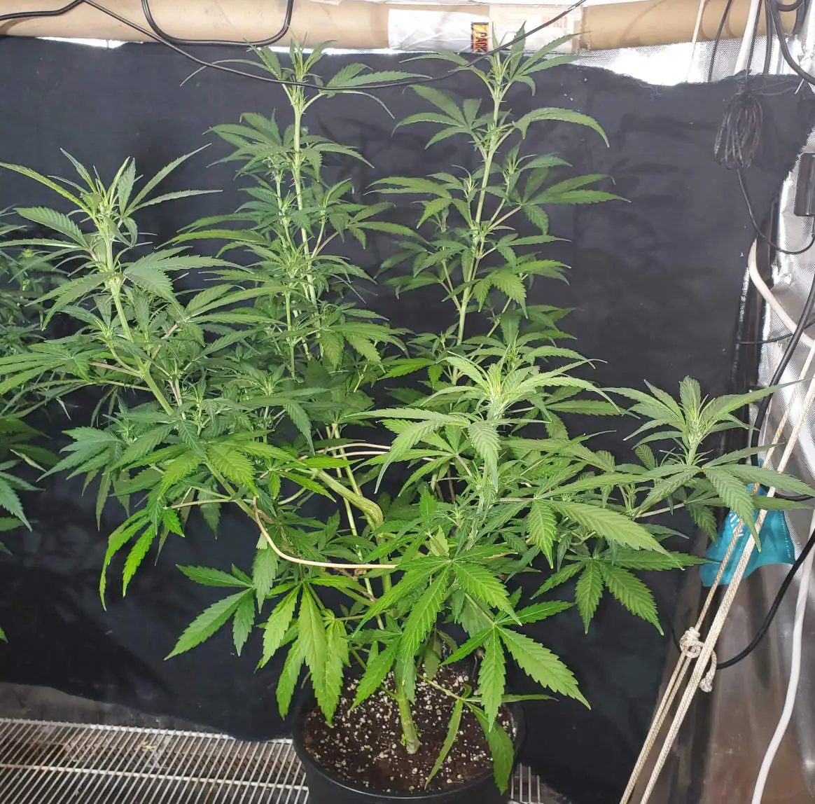 Durban Poison Autoflower cannabis plant vegging