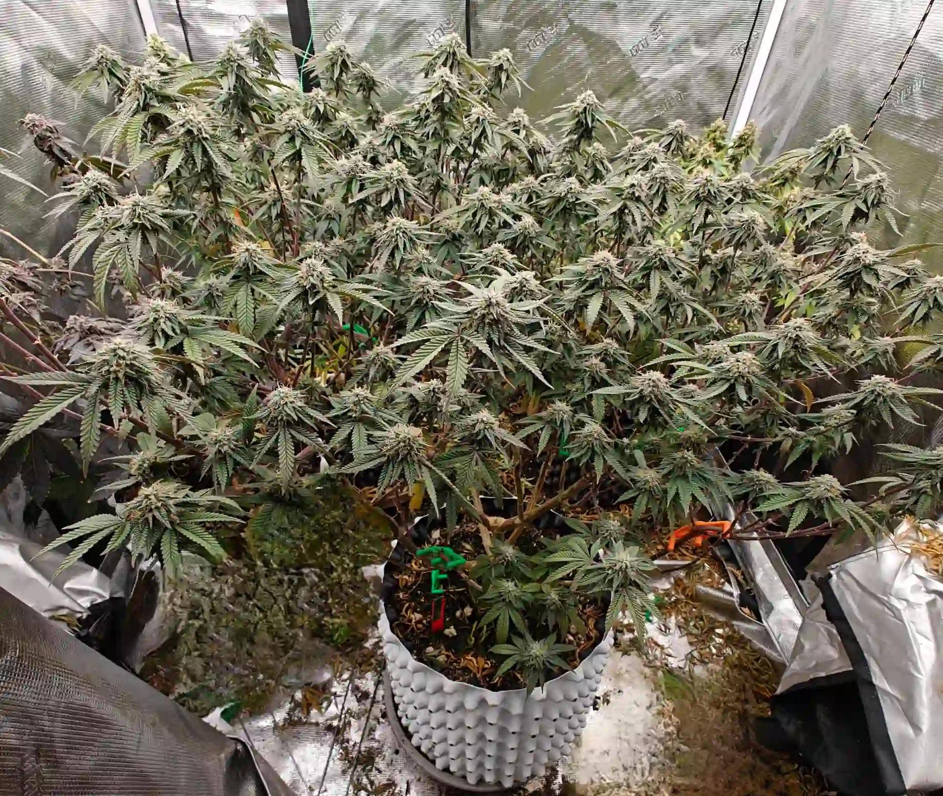 Durban Poison Autoflower cannabis plant flowering
