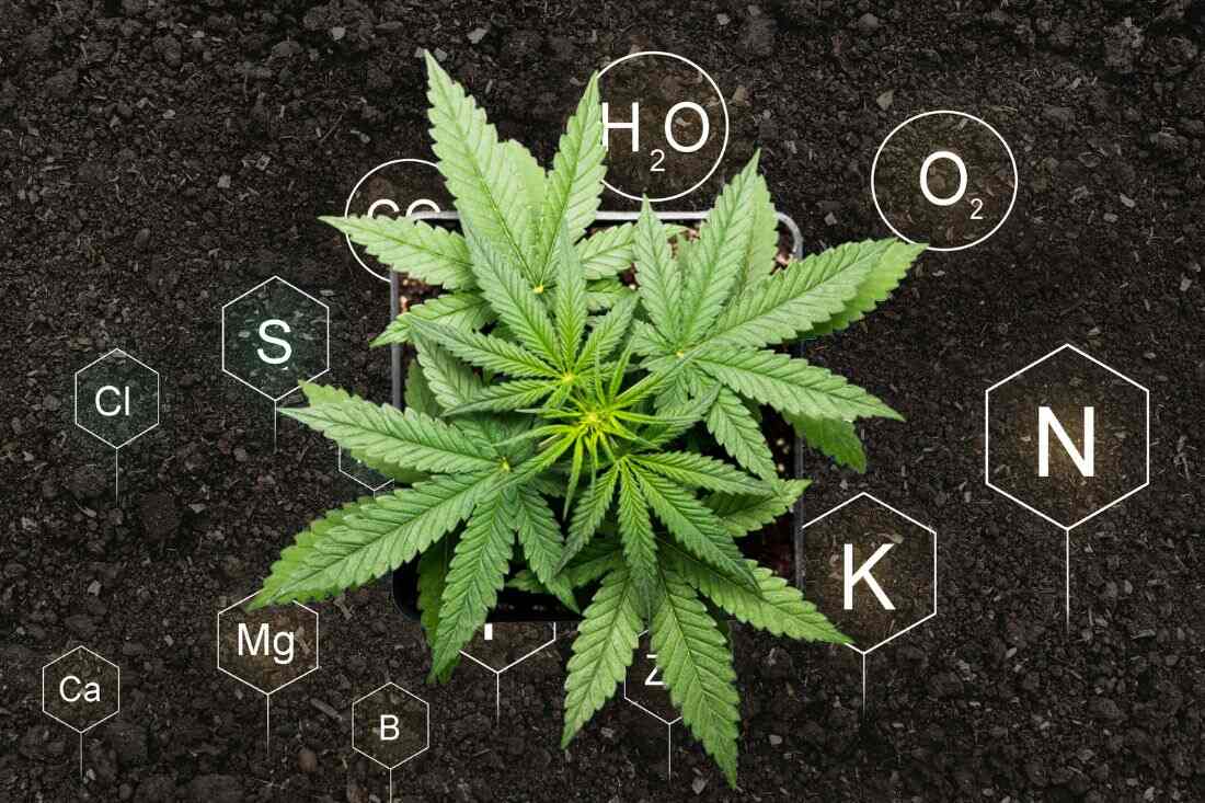 Autoflower cannabis plant in soil with nutrients around it