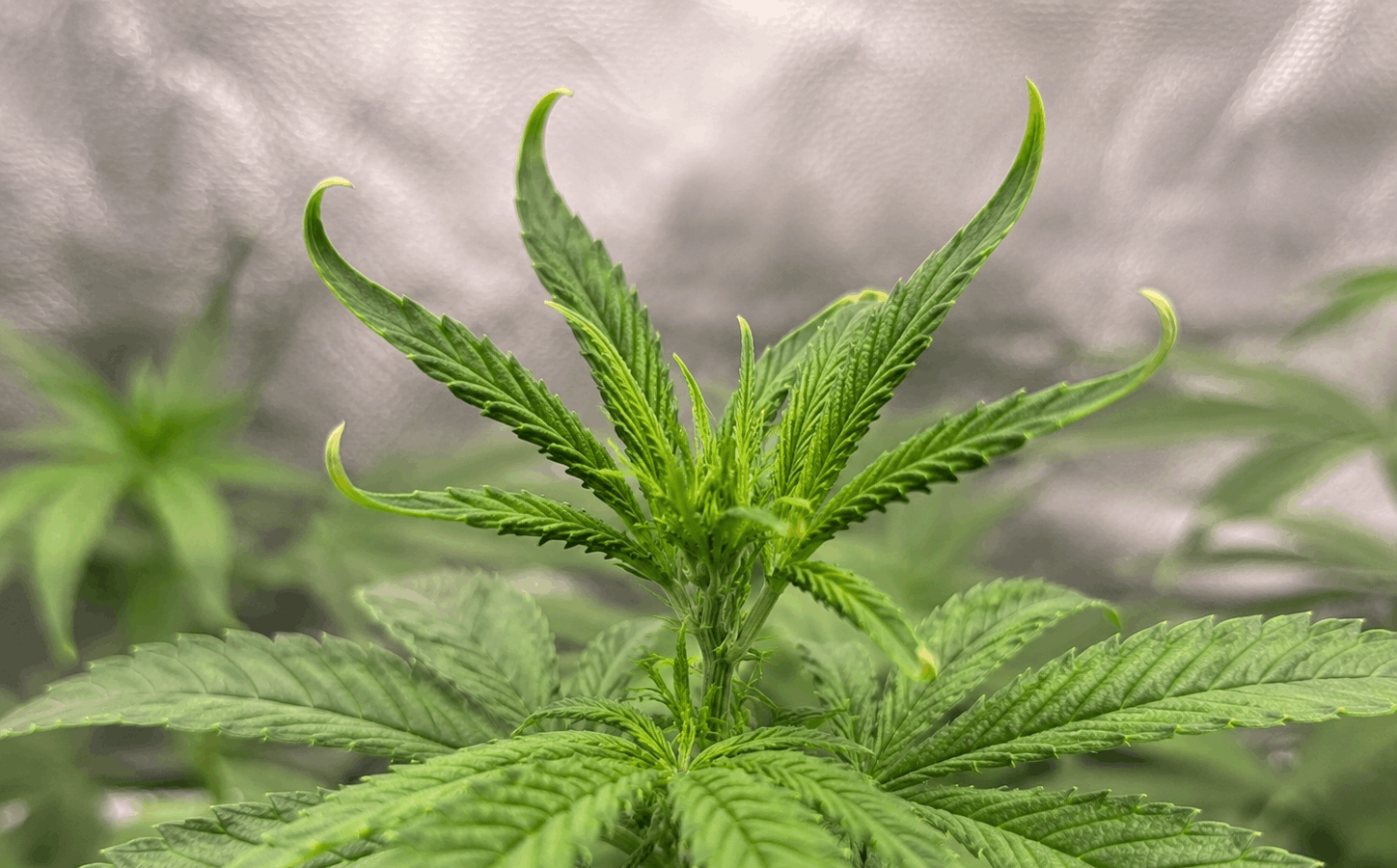 curled leaf tips in cannabis plants