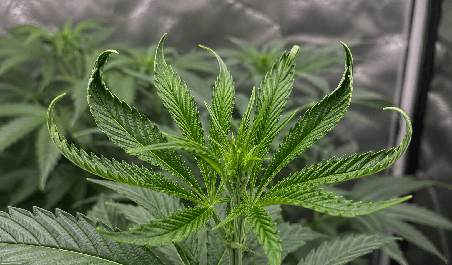 twisted leafs on cannabis plants
