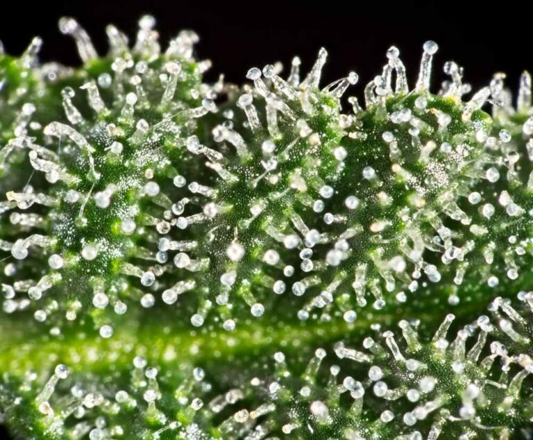 How long is the autoflower flowering stage? | Auto Seeds