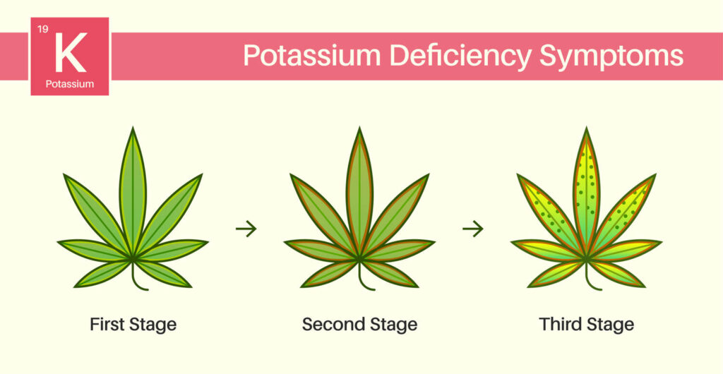 Potassium Deficiency In Autoflowers Symptoms Treatment Auto Seeds