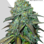 Gelato: bank product photo, credit autoseeds.com, copyright status shown with credit copyright unverified