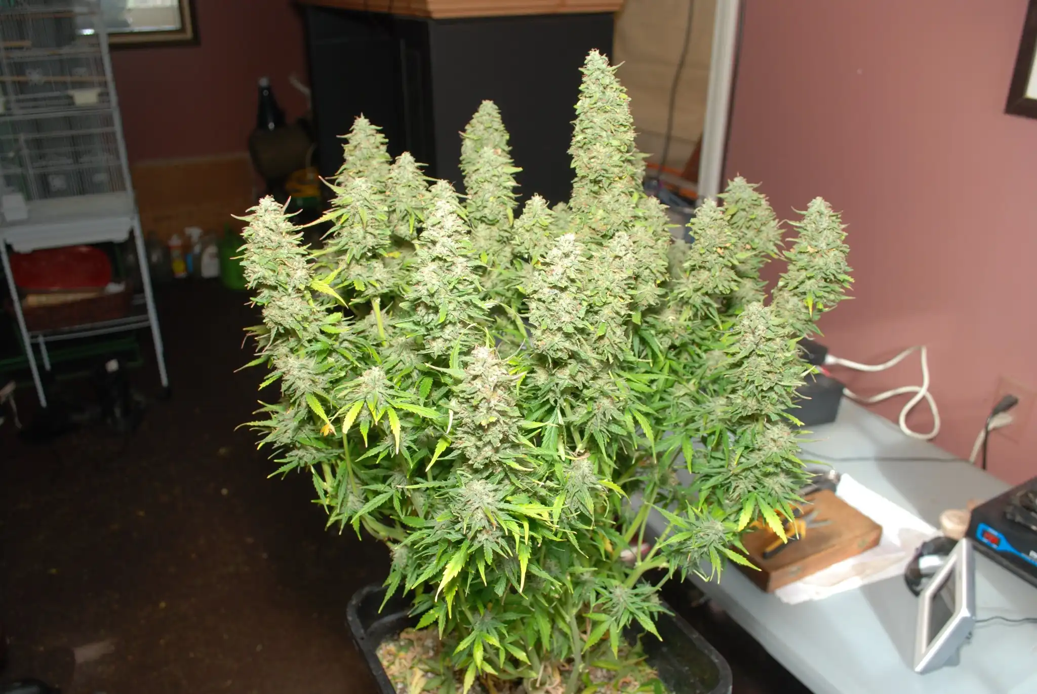 Bruce Banner Autoflower cannabis plant flowering
