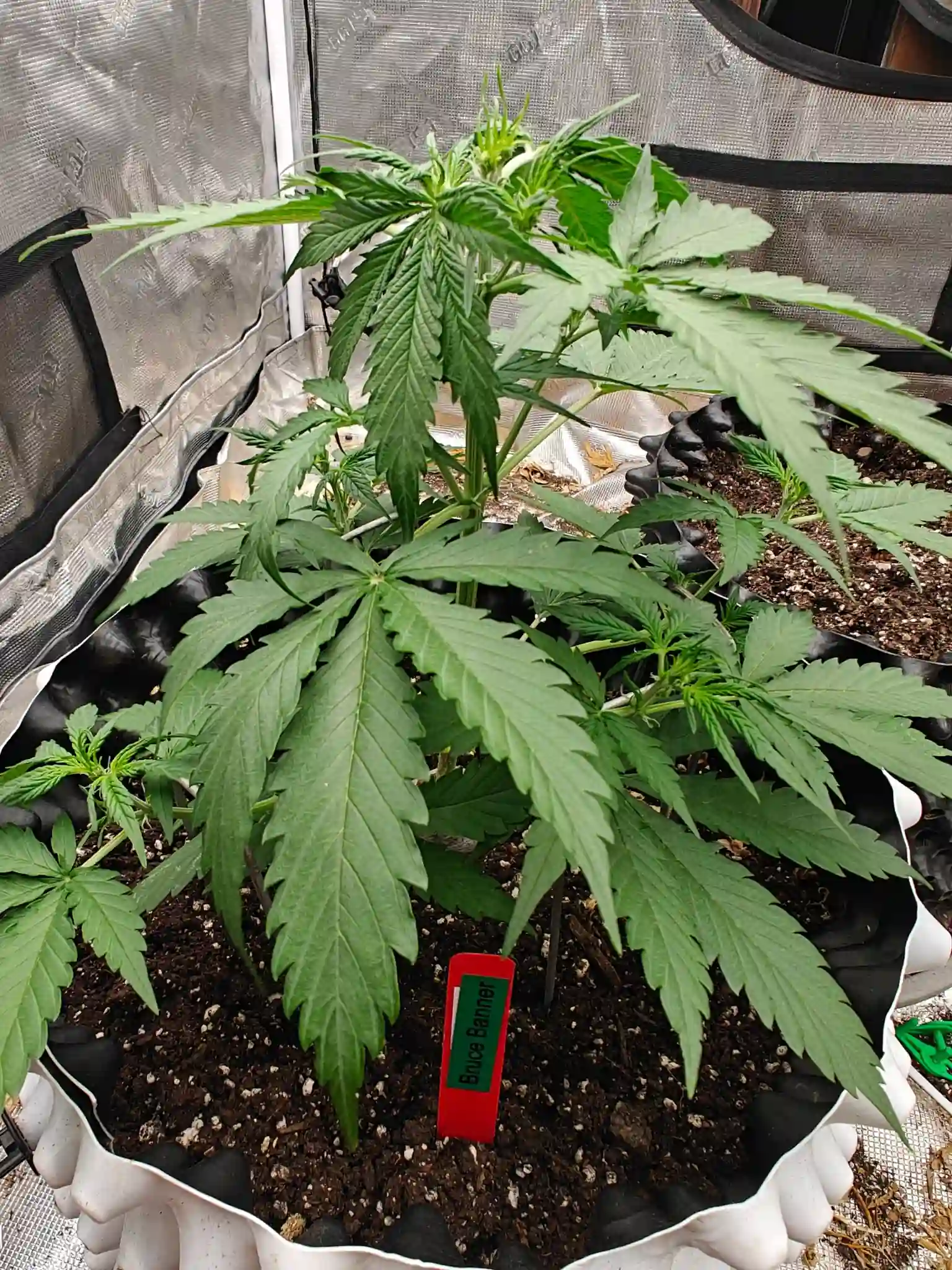 Bruce Banner Autoflower cannabis plant vegging
