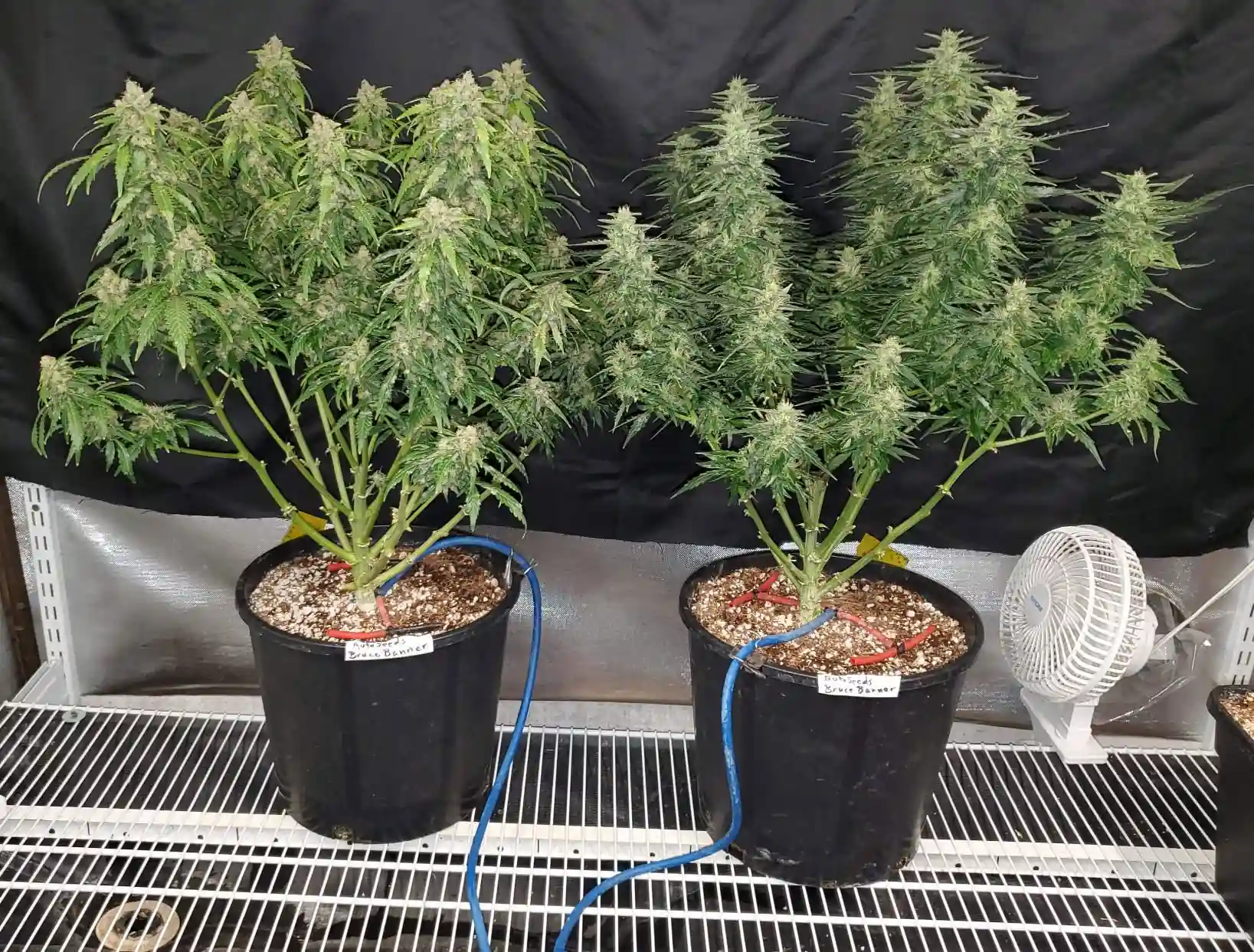 Bruce Banner Autoflower cannabis plants in flowering