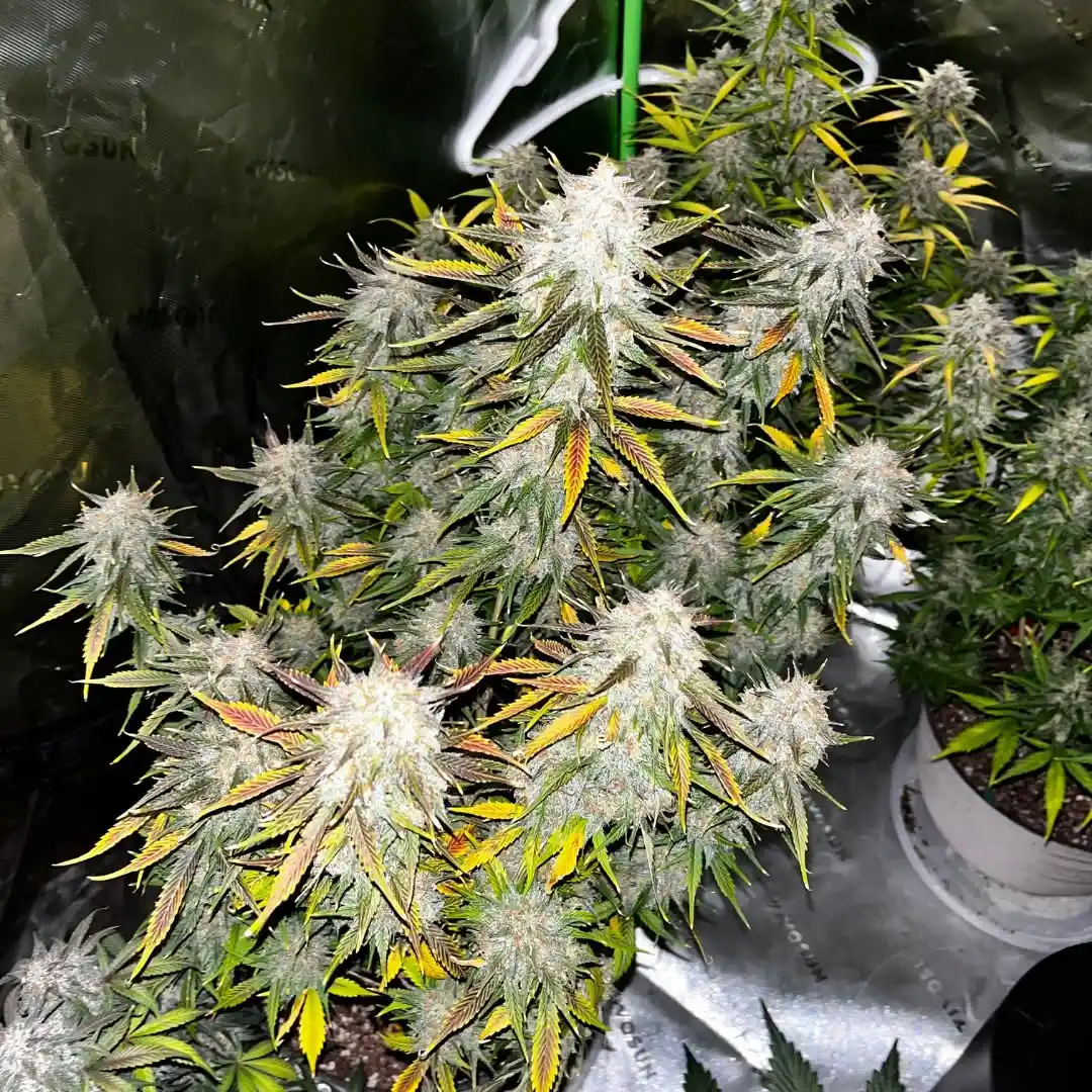 Zkittlez Autoflower cannabis plant flowering
