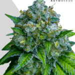 Zkittlez: bank product photo, credit autoseeds.com, copyright status shown with credit copyright unverified