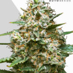 Maui Wowie: bank product photo, credit autoseeds.com, copyright status shown with credit copyright unverified