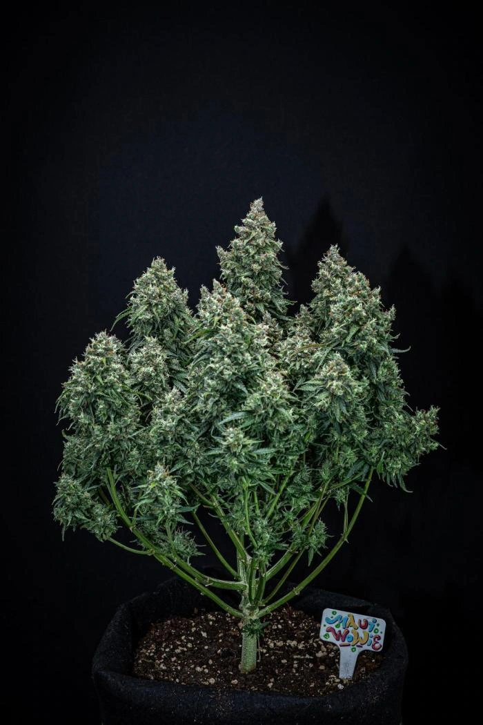 Maui Wowie Autoflower cannabis plant flowering