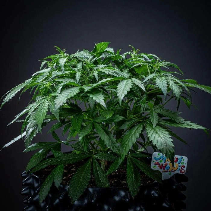Maui Wowie Autoflower cannabis plant vegging