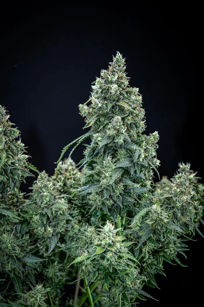 Maui Wowie Autoflower cannabis plant