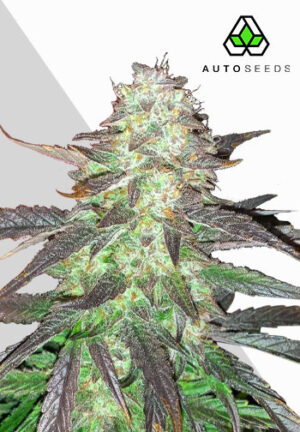 Ghost Train Haze Autoflower Seeds | Auto Seeds