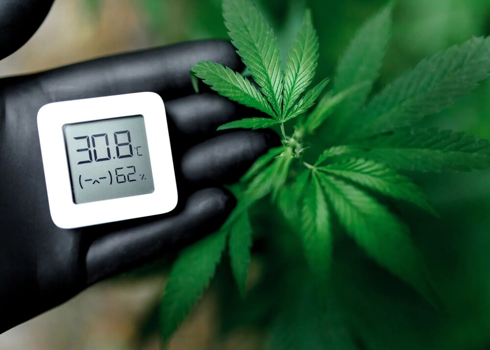 a hand holding a humidity and temperture meter next to cannabis plant