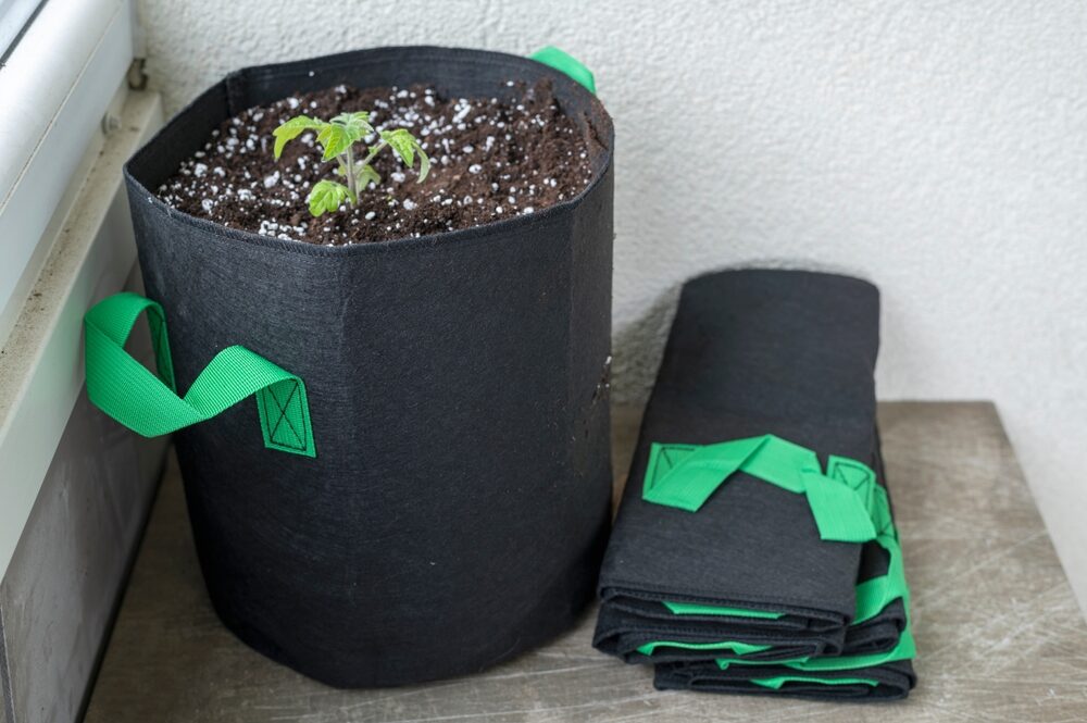 cannabis plant growing in a fabric growing pot