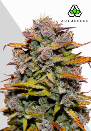 Fat Bastard Autoflower cannabis plant bud