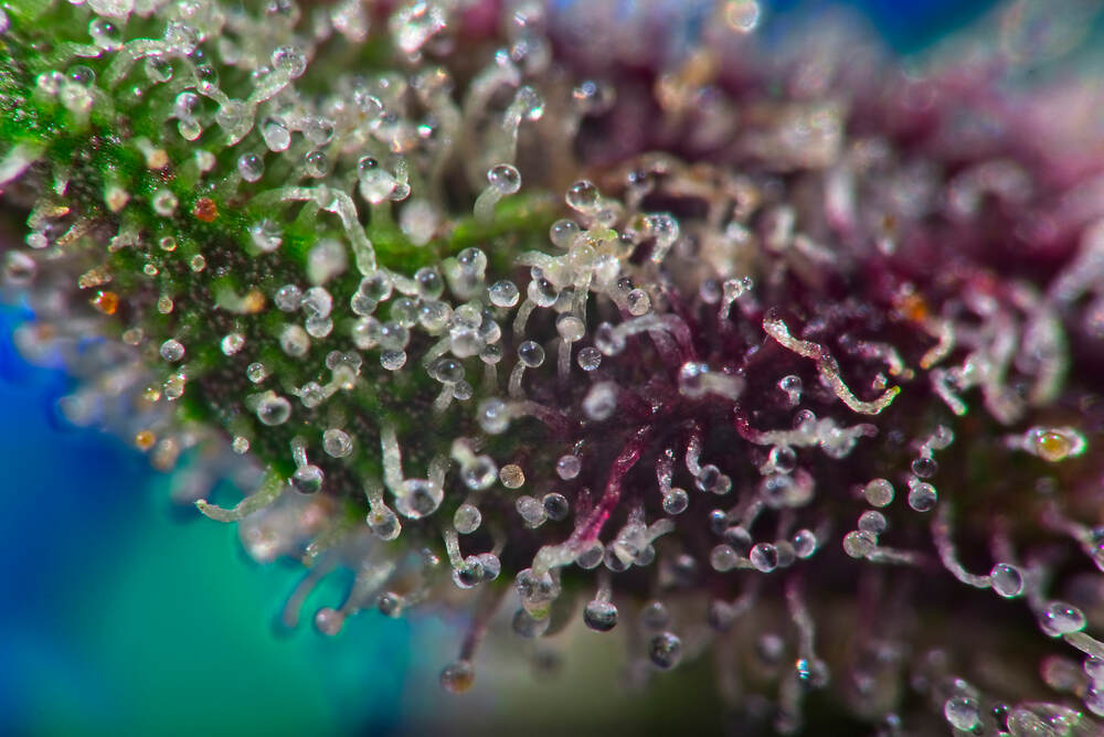 cannabis trichomes on purple bud