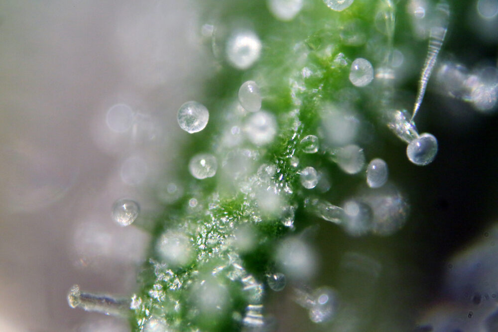a close up of cannabis trichomes