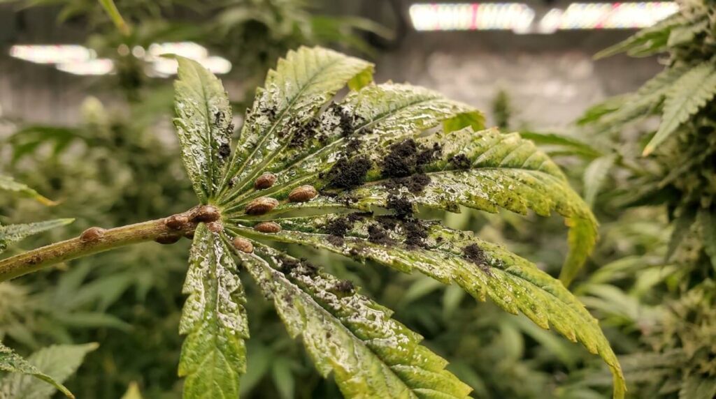 cannabis leaves with mold