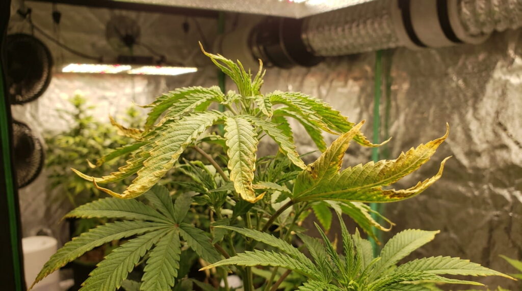 heat stress on cannabis leaves