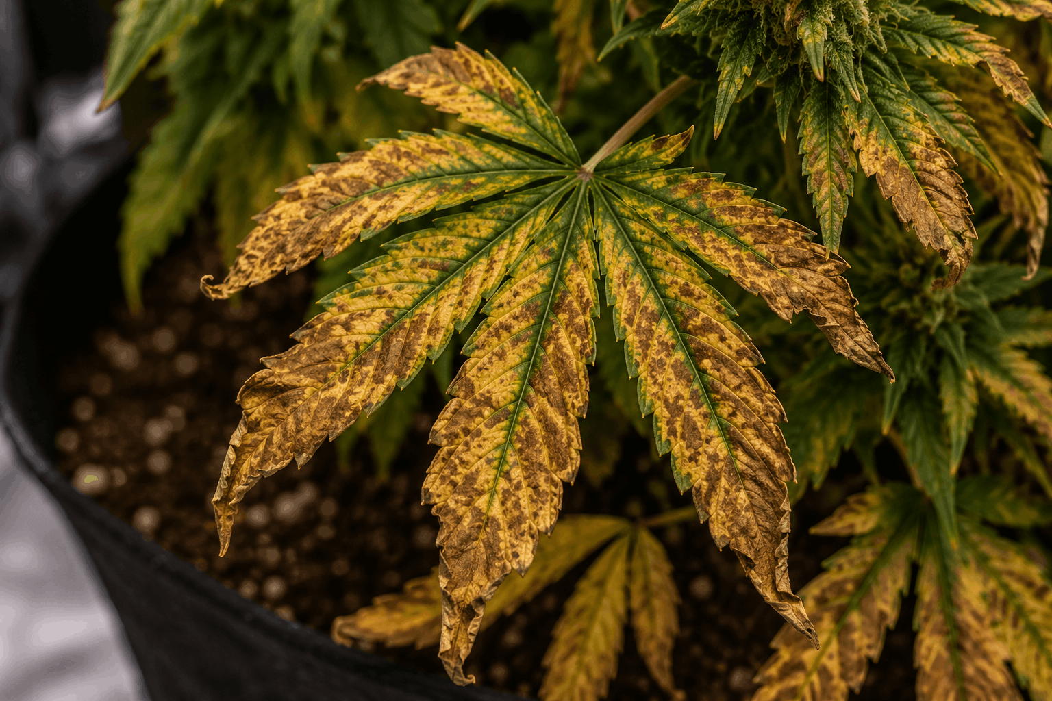 Close-up of a cannabis plant leaf showing late stage magnesium deficiency with severe yellowing, rust-colored necrotic spots, curled crispy edges, and dying leaf tissue during flowering.